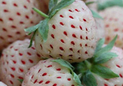 菠蘿莓怎么洗才干凈？菠蘿莓怎么清洗？