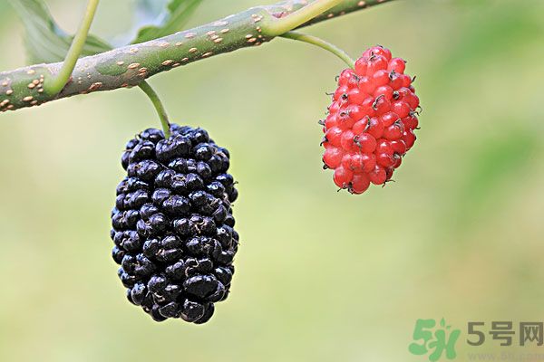 哺乳期能不能吃桑葚？桑葚產(chǎn)婦能吃嗎？