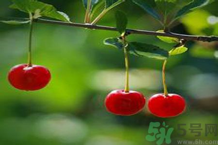 痛風(fēng)可以吃櫻桃嗎？痛風(fēng)吃櫻桃好嗎？