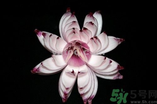 洋蔥可以包餃子嗎？洋蔥怎么做餃子餡？