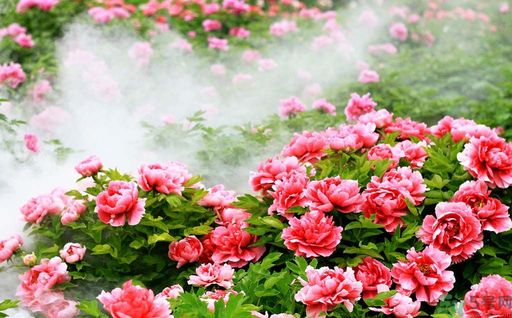 牡丹的花語(yǔ)是什么？牡丹的寓意是什么？