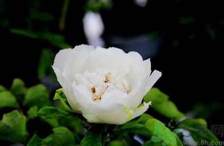 牡丹花可以做面膜嗎？牡丹花怎樣做面膜