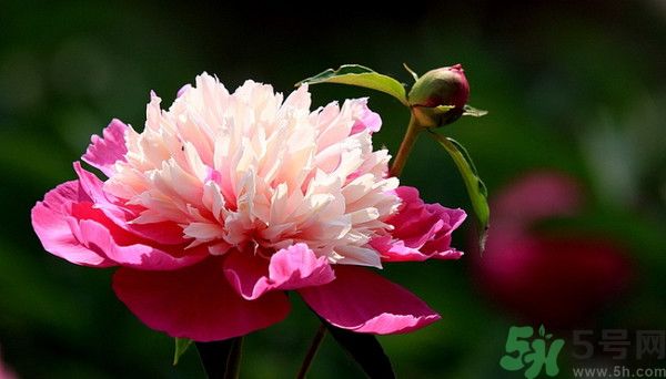 牡丹花可以吃嗎？牡丹花怎么做好吃？