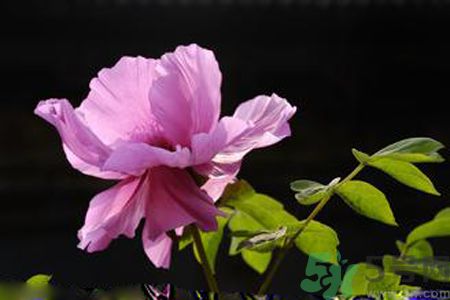 牡丹花可以吃嗎？牡丹花怎么做好吃？