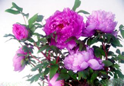 牡丹花可以吃嗎？牡丹花怎么做好吃？