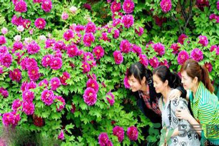 洛陽(yáng)牡丹文化節(jié)活動(dòng)有哪些？洛陽(yáng)牡丹文化節(jié)門(mén)票是多少？