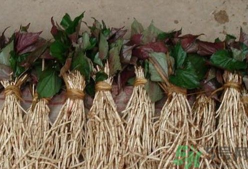烏藥能和魚(yú)腥草一起泡茶喝嗎？烏藥和魚(yú)腥草一起吃好不好？
