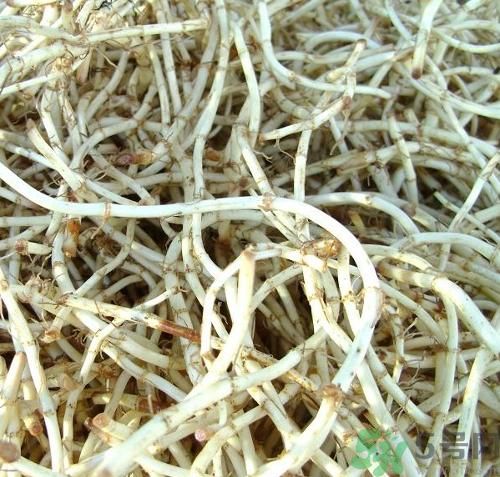 烏藥能和魚(yú)腥草一起泡茶喝嗎？烏藥和魚(yú)腥草一起吃好不好？