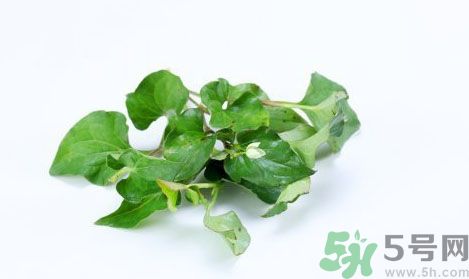 魚腥草可以抗輻射嗎？魚腥草怎么防輻射？