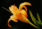 黃花菜可以治療抑郁癥嗎？兩噸黃花菜治好了抑郁癥是真的嗎？