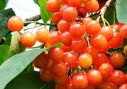 櫻桃是櫻花樹的過果實(shí)嗎?櫻桃是什么樹的果實(shí)?