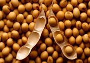 農(nóng)業(yè)部怎樣回應轉基因食品？轉基因的食物有哪些？