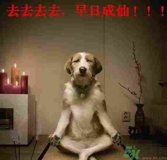 早餐吃面還是包子比較好？早餐吃包子和面健康嗎？