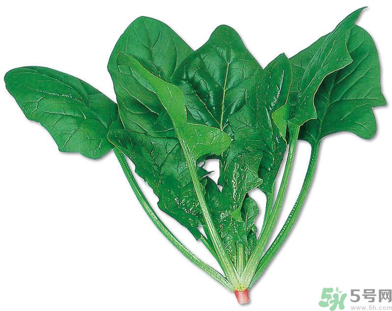 菠菜可以炒韭菜嗎？菠菜和韭菜一起吃怎么樣？