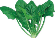 菠菜可以炒韭菜嗎？菠菜和韭菜一起吃怎么樣？