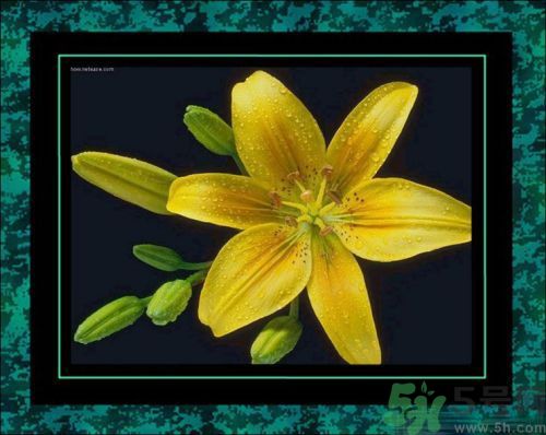 母親節(jié)送什么花好？母親節(jié)應(yīng)該送什么鮮花？