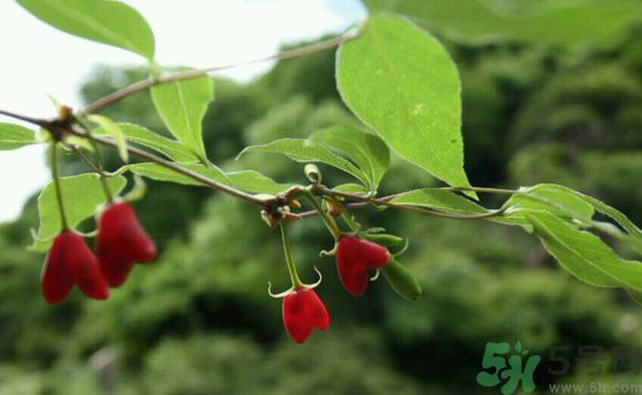 杈杷果好吃嗎？杈杷果的營養(yǎng)價值與功效