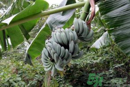 牛奶蕉是發(fā)物嗎？牛奶蕉是不是發(fā)物？