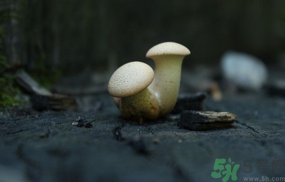 蘑菇有白毛能吃嗎？蘑菇上面長了一層白毛還能吃嗎？