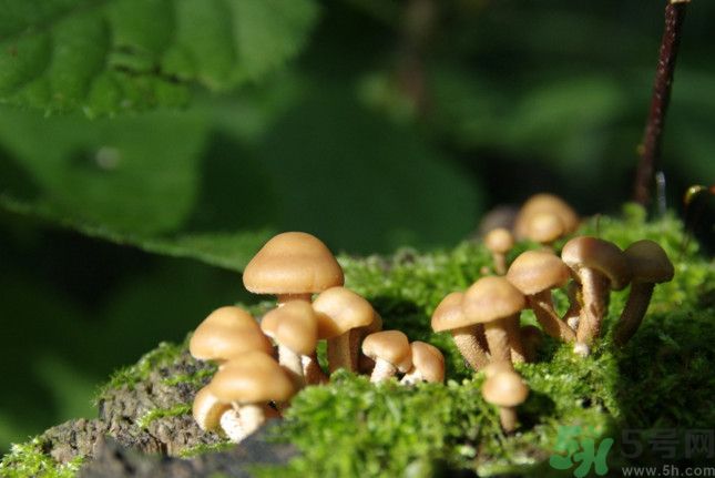 蘑菇有白毛能吃嗎？蘑菇上面長了一層白毛還能吃嗎？