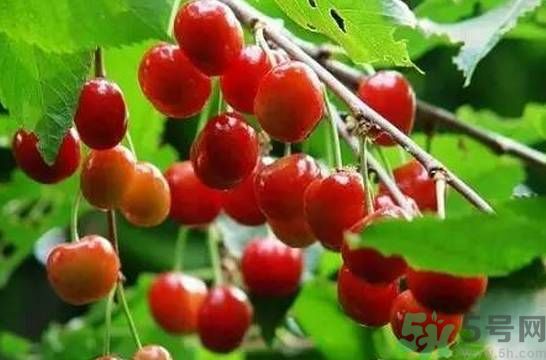 櫻桃是溫性的還是熱性的？櫻桃是溫性的嗎？