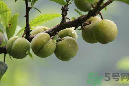 李子是熱性還是涼性？李子是涼性的嗎？