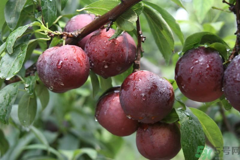 李子是發(fā)物嗎？李子是不是發(fā)物？