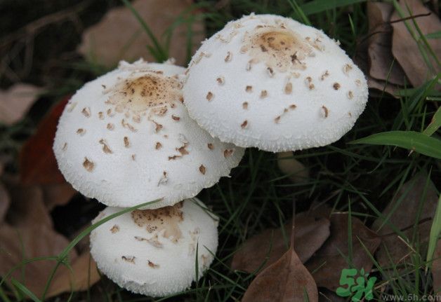 蘑菇能生吃嗎？蘑菇生吃會(huì)中毒嗎？