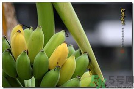 牛奶蕉可以減肥嗎？牛奶蕉怎么吃減肥？