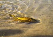 月牙泉再現(xiàn)鐵背魚 什么是鐵背魚？