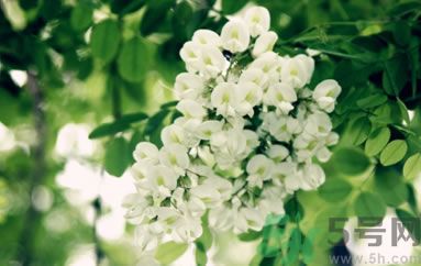 槐花怎么做好吃？槐花的做法有哪些？