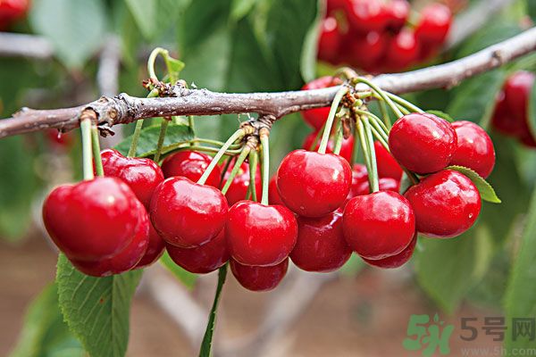 痛風(fēng)能吃櫻桃嗎？痛風(fēng)吃櫻桃可不可以？