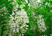 槐花怎么做好吃？槐花的做法有哪些？