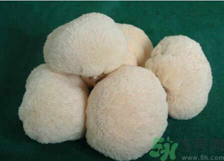 吃猴頭菇有什么好處？猴頭菇有什么營養(yǎng)價值？