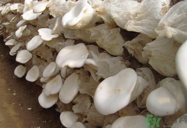 白靈菇和杏鮑菇有什么區(qū)別？白靈菇有什么營養(yǎng)價值？