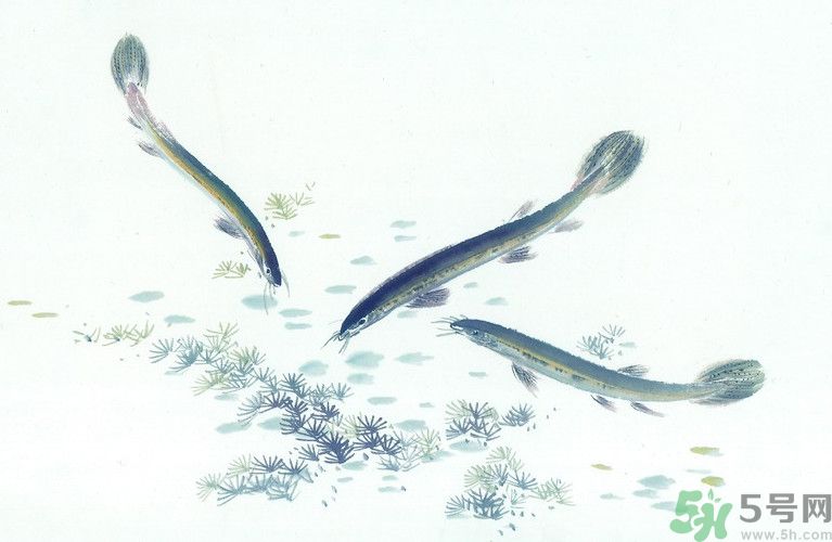 石斛和泥鰍能同吃嗎？石斛和泥鰍能一起吃嗎？