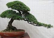 五針?biāo)伤汕蚰芘菥茊幔课遽標(biāo)伤汕蚺菥朴惺裁垂πВ?></a>
<p class=
