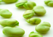 蠶豆是熱性還是涼性？蠶豆是熱性的嗎？