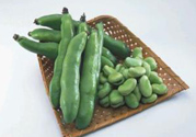 蠶豆是發(fā)物嗎？蠶豆是不是發(fā)物？