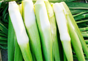 吃茭白有什么好處？吃茭白的好處是什么？