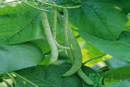 四季豆沒熟吃了會中毒嗎？吃四季豆中毒了怎么辦？