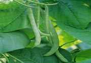 孕婦可以吃四季豆嗎？孕婦吃四季豆好嗎？