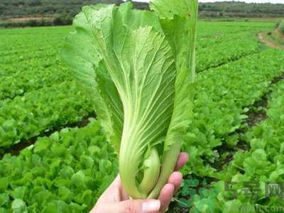 芥菜與鯽魚(yú)可以一起吃嗎？芥菜和鯽魚(yú)一起吃好不好？