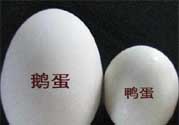 鵝蛋和鴨蛋哪個好？鵝蛋和鴨蛋哪個清火效果好？