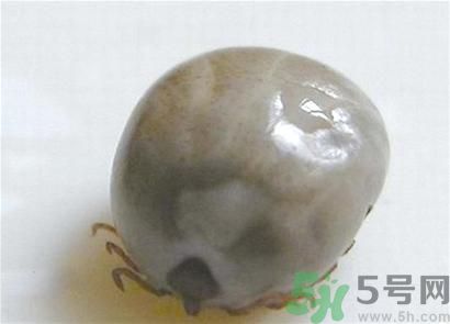 蜱蟲一般在哪里出現?蜱蟲出現在什么季節(jié)