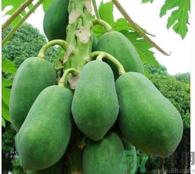 吃青木瓜可以減肥嗎？吃青木瓜有什么好處？