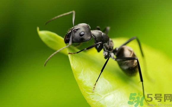 家里有螞蟻怎么辦？驅(qū)除螞蟻的方法是什么？