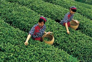 女生夏天喝什么茶最好？女生夏天適合喝什么茶？