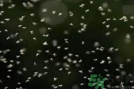 蚊子可以吃嗎？吃蚊子會怎么樣？