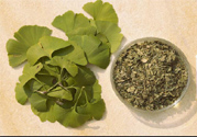 夏天可以喝銀杏葉茶嗎？夏天喝銀杏葉茶好嗎？